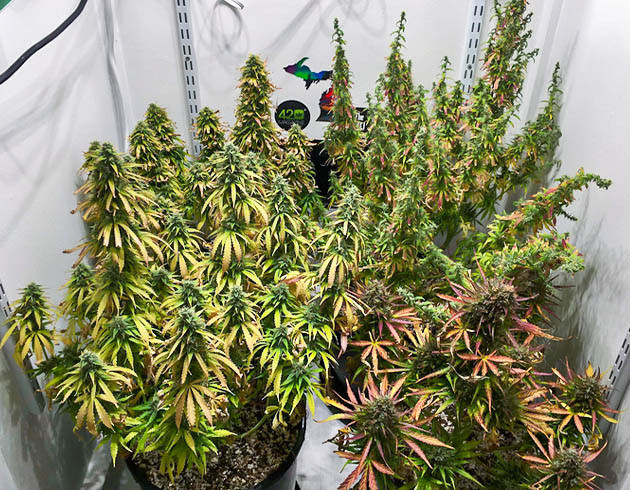 Кусты конопли с пожелтевшими листьями