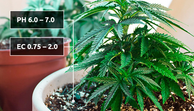 Химический состав почвы Показатели кислотности и электропроводности почвы