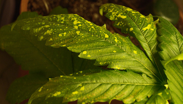 Желтые пятна на листьях