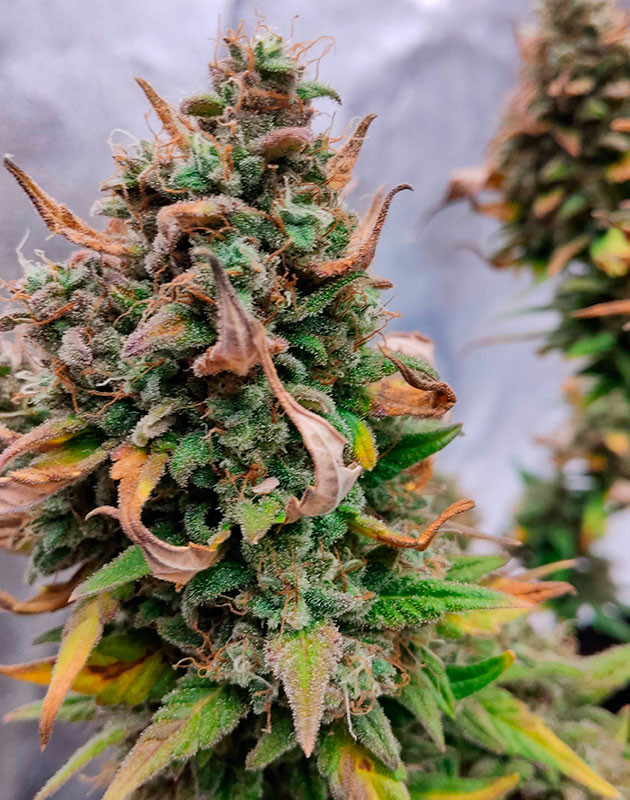 Кусты Purple Punch OG XL Auto на 9 неделе