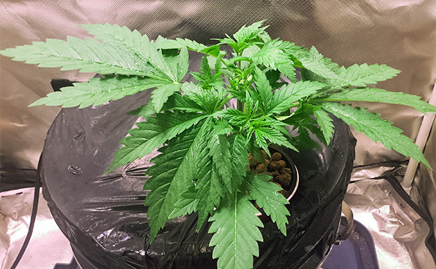 Питательный раствор для DWC установки