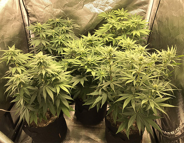 Признаки гермафродитизма у одного куста Кусты на 7 неделе выращивания