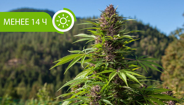 Световой день менее 14 часов