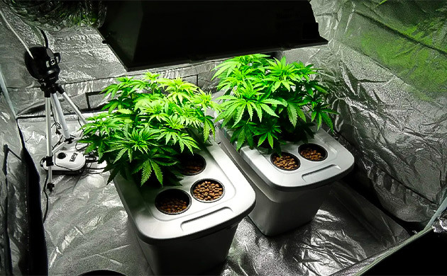 Гидропоника: минимальный уход, максимальный результат Выращивание каннабиса в гидропонике