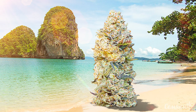 Легалайз в Тайланде Марихуана в Тайланде