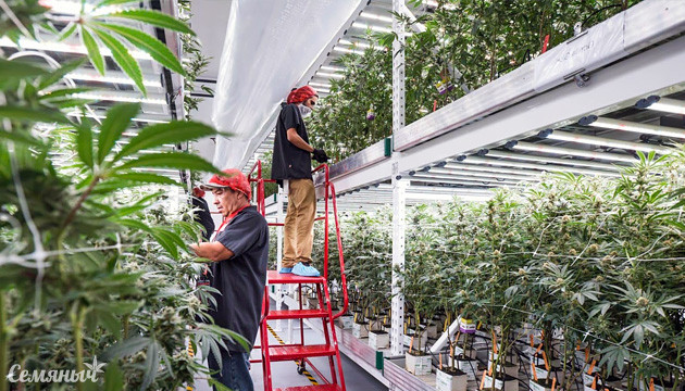 Техника вертикального выращивания каннабиса