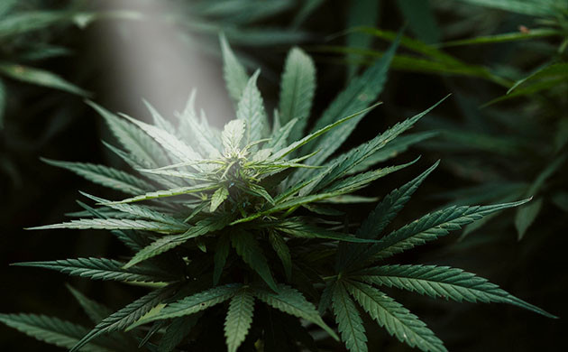 Процесс ревегетации конопли Ревегетация конопли