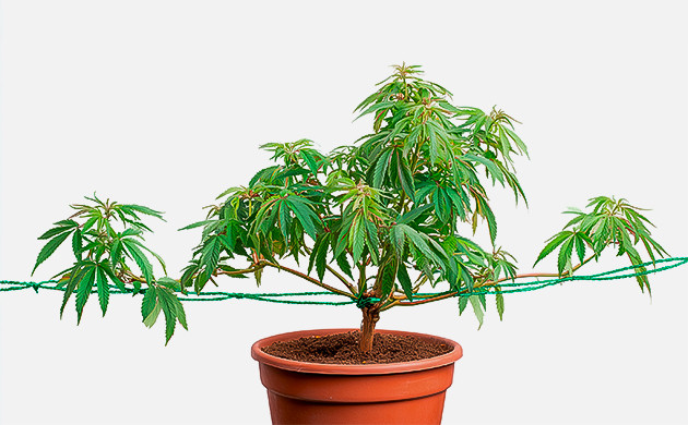 Мейн лининг марихуаны Выращивание конопли методом мейн лининга