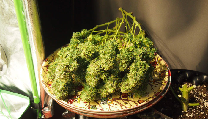 Сбор урожая Jack 47 Auto Срезанная ветка Jack 47 Auto с шишками