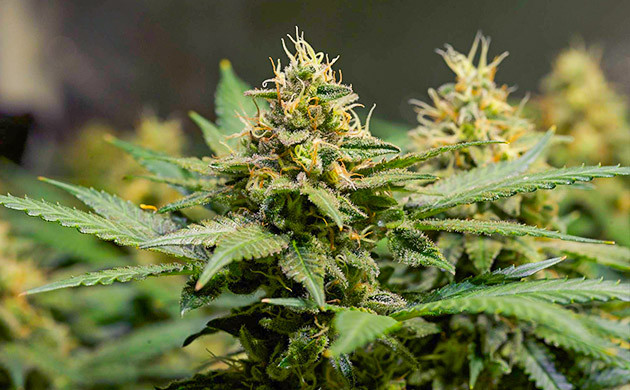 Соцветие с оранжевыми волосками