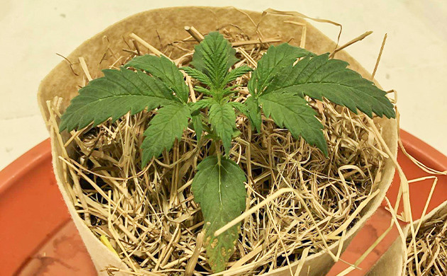 Пятна на нижних листьях