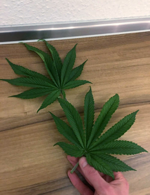 Листки Glookies