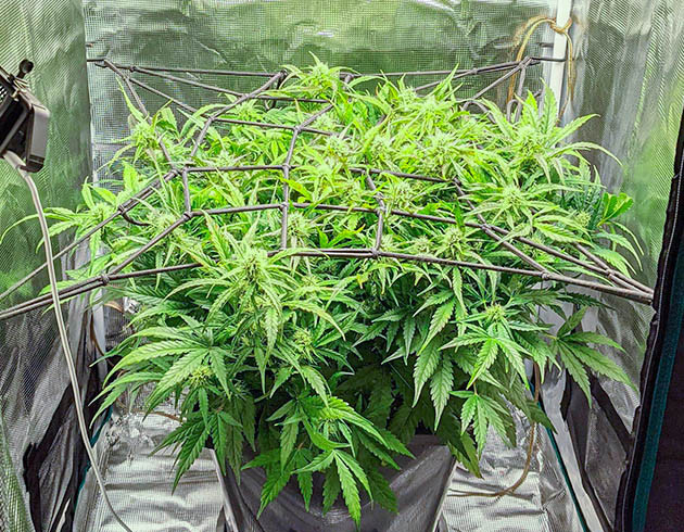 Куст конопли высотой 40 см