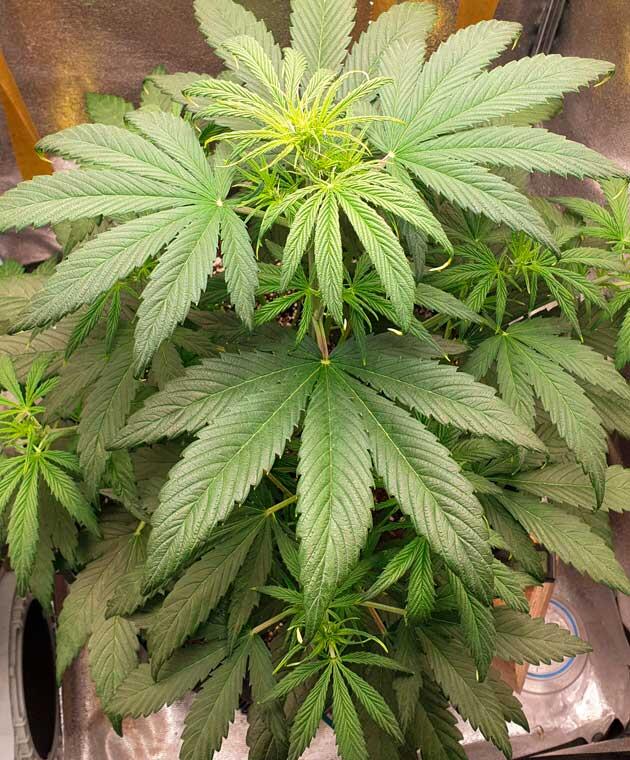 Куст Hellfire OG Auto от 7CH American ростом 40 см