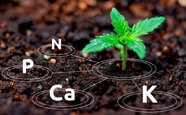 Природное питание каннабиса