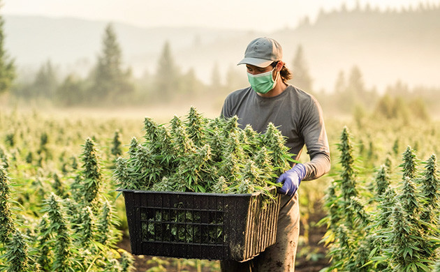 Автоцветущие или быстрорастущие сорта конопли