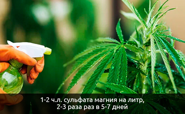 Внесение серных удобрений при выращивании каннабиса