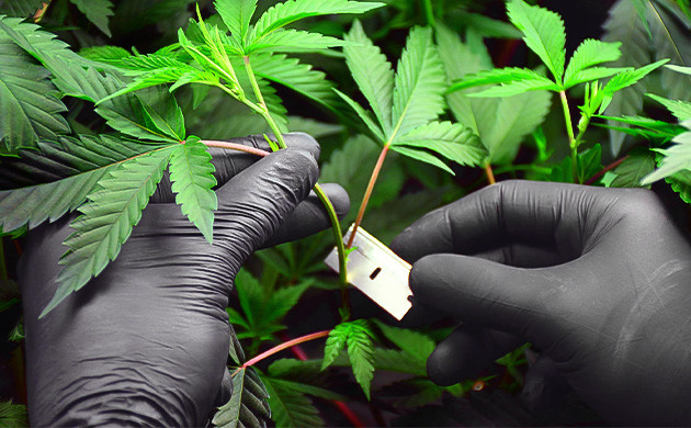 Заготовка черенков для клонирования