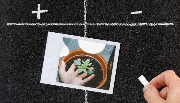 Плюсы и минусы индора Преимущества и недостатки индора