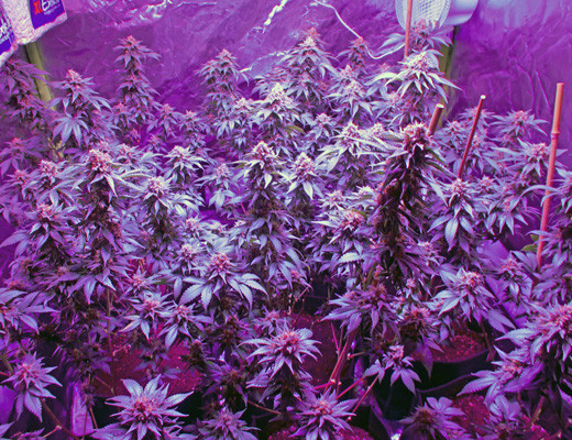 Созревшие кусты White Widow