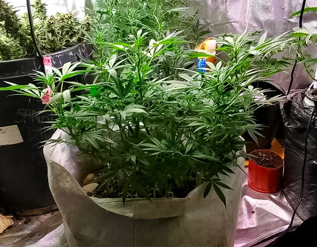 Завершение растяжки марихуаны 11 неделя выращивания каннабиса