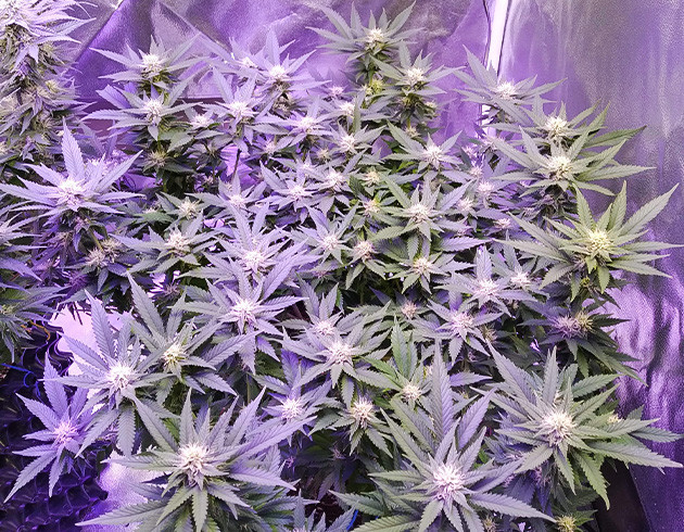 Цветение на 12 неделе Рост конопли 72 см