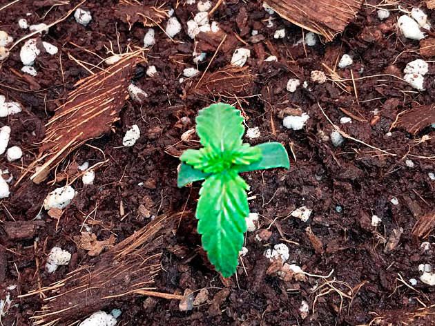 Начало формирования третьего этажа листьев Рост куста конопли Critical XXL Auto на 2 неделе выращивания