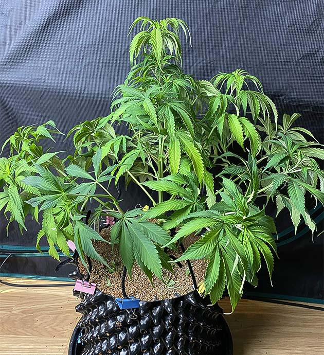 Регулировка pH почвы Состав питптельной смеси при выращивании Gorilla Glue #4