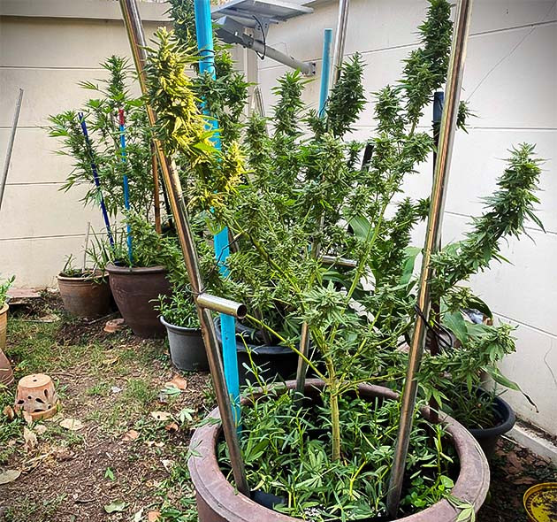 Запах цветущего куста Golosa Подкормка конопли гуано