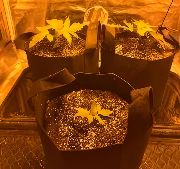 Гроурепорт сорта HulkBerry Выращивание HulkBerry