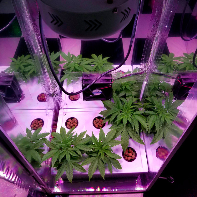 3 куста конопли