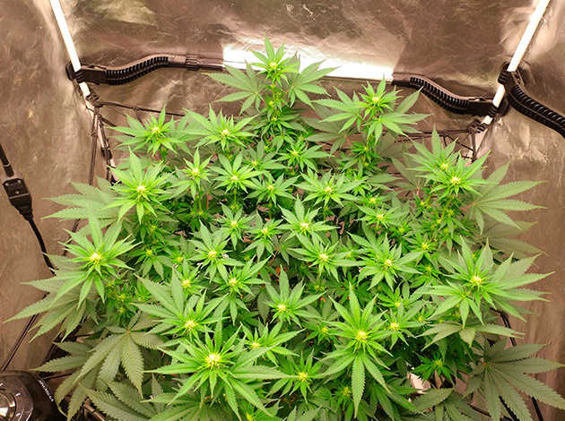 Первые белые бутоны на 12-й неделе Неделя 12: развитие куста Blue Gelato 41