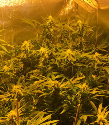 4 неделя цветения марихуаны LSD