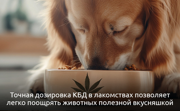 Лакомства с каннабиноидами для питомцев
