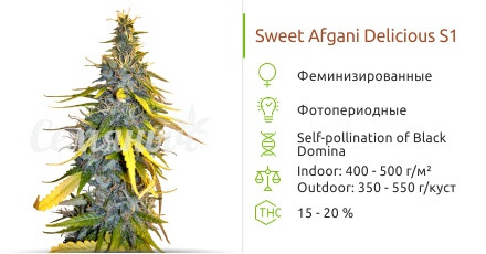 S.A.D. Sweet Afgani Delicious S1 от Sweet Seeds