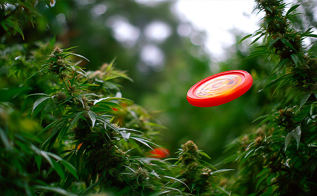 Алтимат и каннабис: веселье и свобода на поле Алтимат с каннабисом: веселье в каждом броске