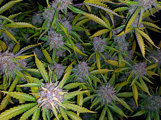 Растение Tashkenti Auto на 13 неделе выращивания