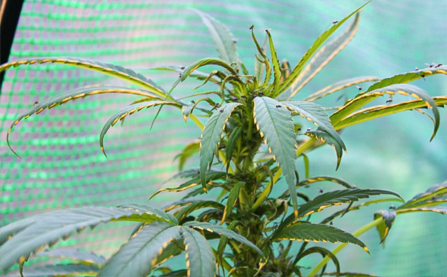 Ожоги на листьях