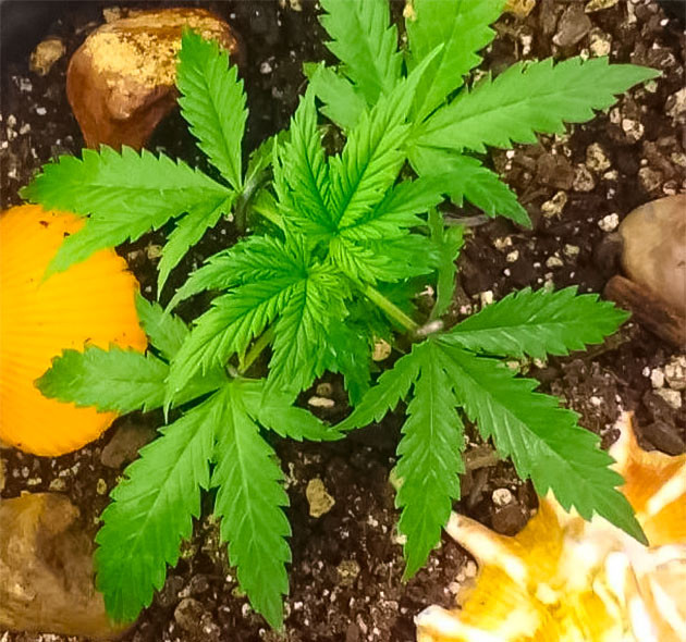 Топпинг конопли 4 неделя роста конопли