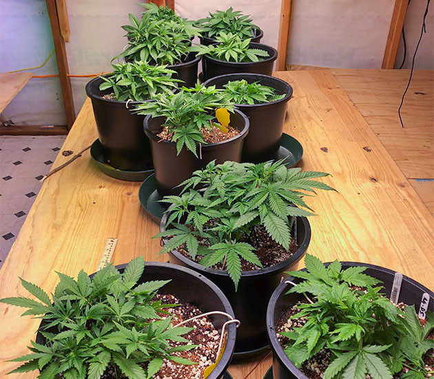 Перевод на цветение растения Gelato Auto