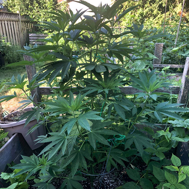 Повышенная температура воздуха на 7-8 неделе Подвязка ветвей к ограде