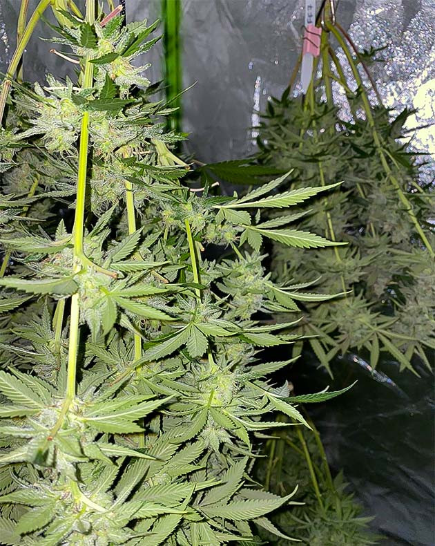 подготовка к харвесту Gorilla Glue #4 Предхарвест Gorilla Glue #4