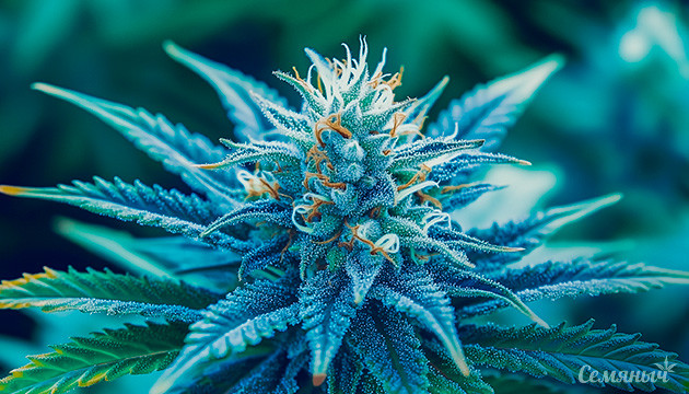 Генетика конопли Blue Dream Сорт конопли Blue Dream
