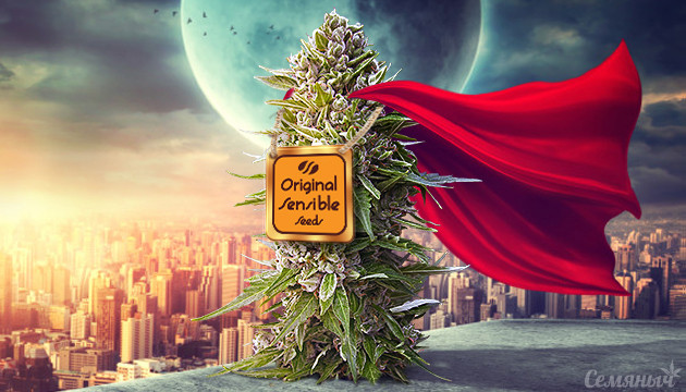 Original Sensible Seeds