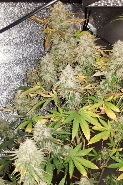 Куст Green Crack 2.0 от Humboldt Seed Organization на завершении цветения