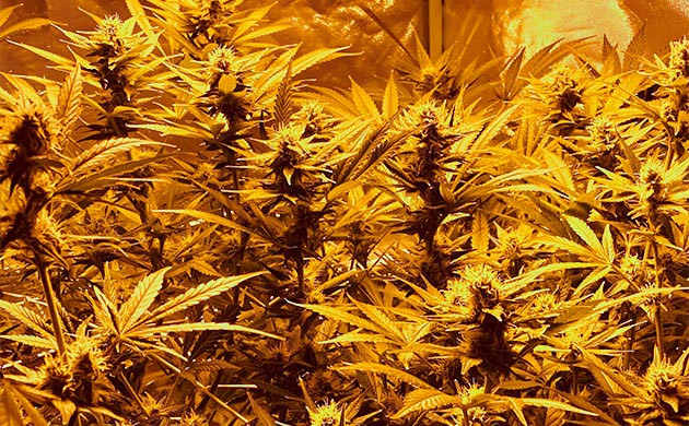 Кусты на 6 неделе цветения