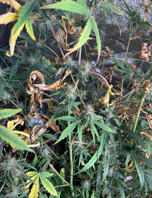 Сухое увядающее растение