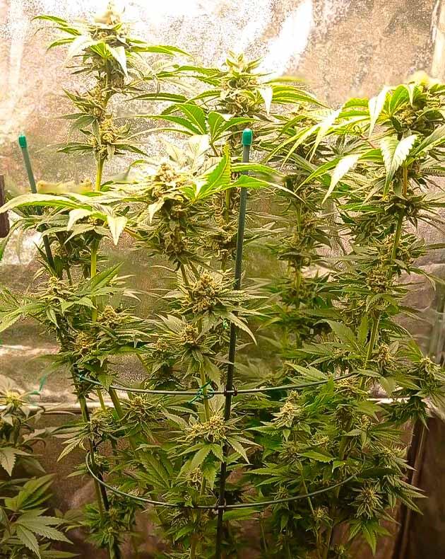 Куст Jealousy Kush от сидбанка Seedkeepers на 13 неделе