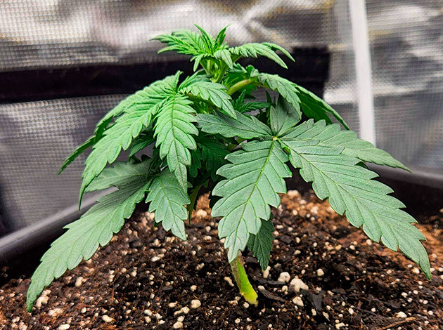 Первые результаты роста Gorilla Punch Auto