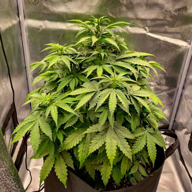 Начало цветения Godzilla Cookies Auto Здоровый куст с крепкими стеблями и густой листвой